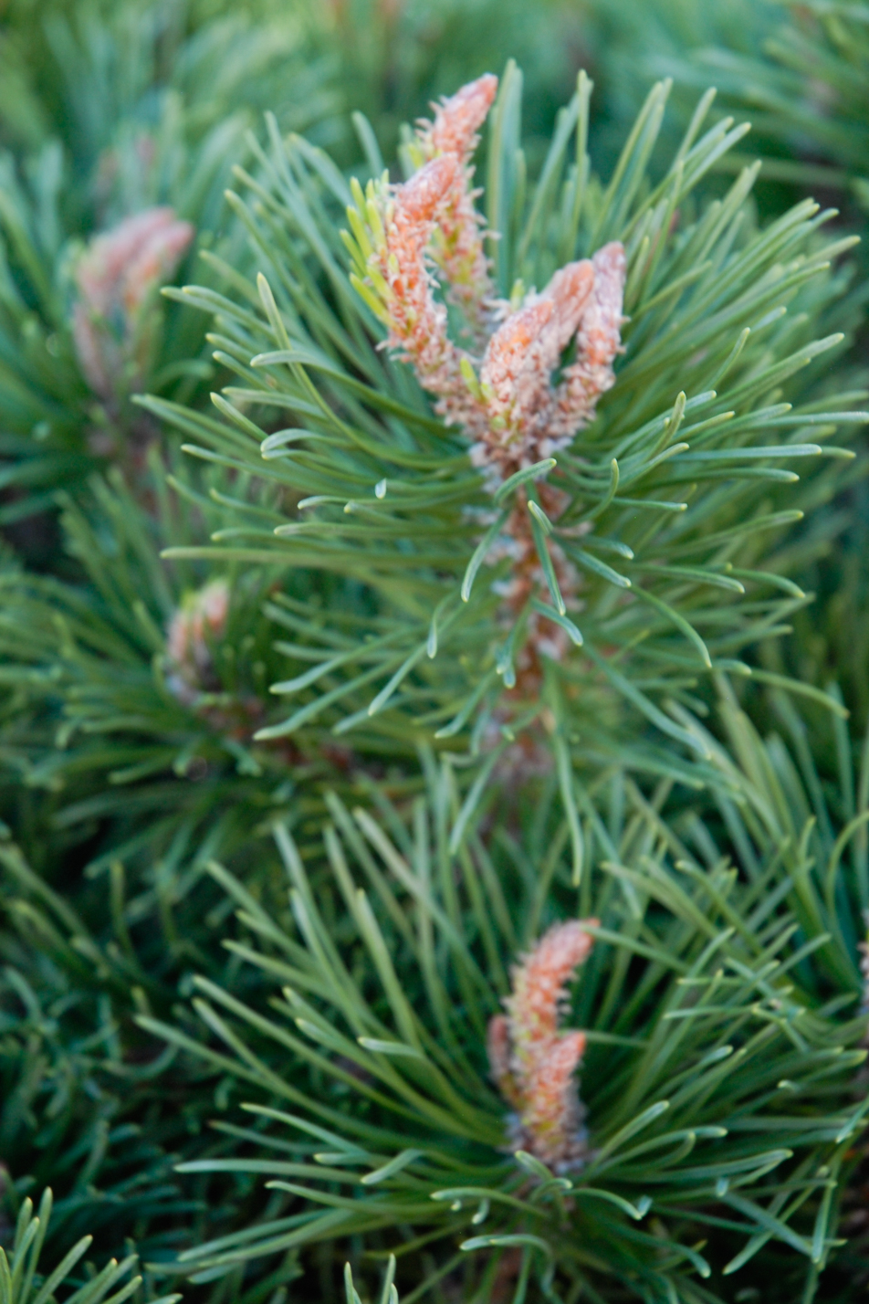 Valley Cushion Dwarf Mugo Pine